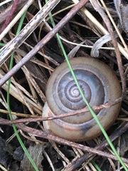 Webbhelix multilineata