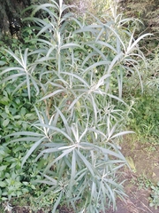 Senecio cinerarioides