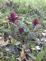 Pedicularis densiflora