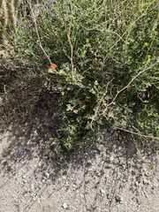 Sphaeralcea ambigua rugosa