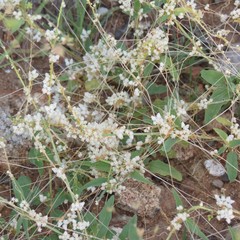 Cuscuta tuberculata