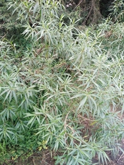 Senecio cinerarioides