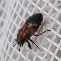 Phlegyas abbreviatus