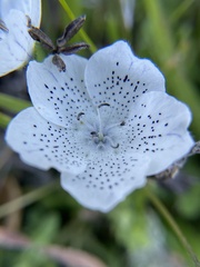 Nemophila