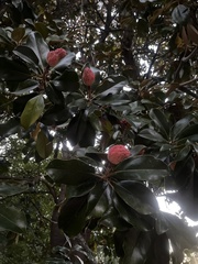 Magnolia grandiflora