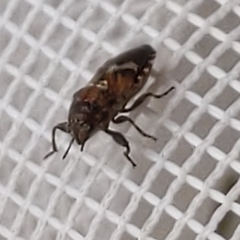 Phlegyas abbreviatus