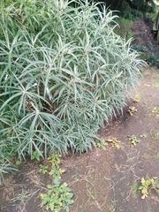 Senecio cinerarioides