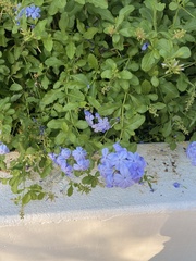 Plumbago
