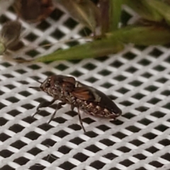 Phlegyas abbreviatus