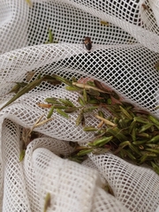 Phlegyas abbreviatus