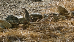 Dipsosaurus dorsalis dorsalis