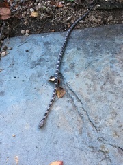 Pantherophis alleghaniensis