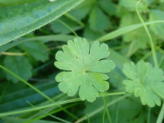 Geranium molle