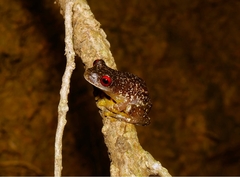 Duellmanohyla legleri