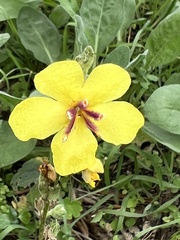 Verbascum sinuatum