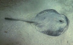 Trygonoptera testacea