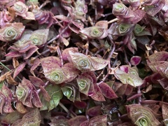 Callisia repens