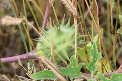 Datura quercifolia