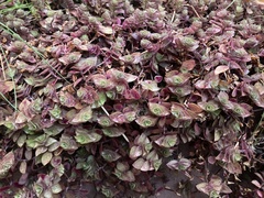 Callisia repens