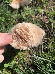 Clitocybe brunneocephala