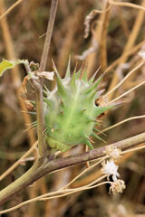 Datura quercifolia