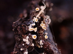 Lachnellula resinaria