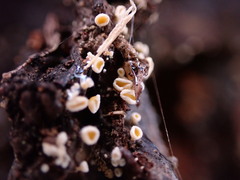 Lachnellula resinaria