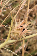 Datura quercifolia