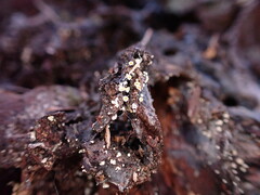 Lachnellula resinaria