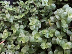 Callisia repens