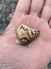 Argopecten ventricosus