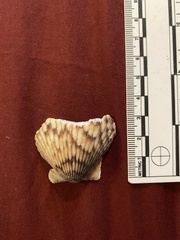 Argopecten ventricosus