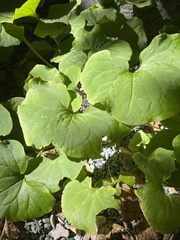 Asarum canadense
