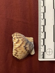 Argopecten ventricosus