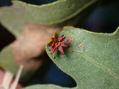 Cynips douglasii