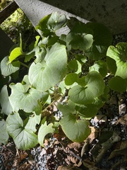 Asarum canadense