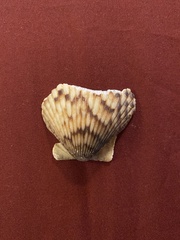 Argopecten ventricosus