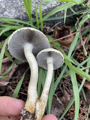 Leratiomyces percevalii