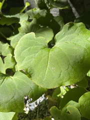 Asarum canadense