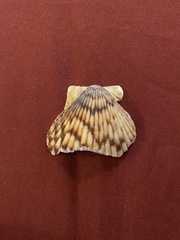 Argopecten ventricosus