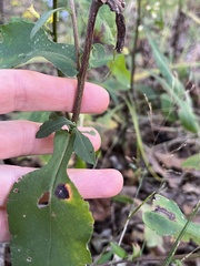 Symphyotrichum undulatum