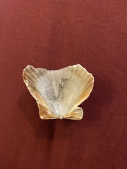 Argopecten ventricosus