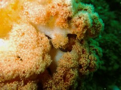 Dendronephthya australis