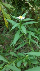 Symphyotrichum lanceolatum