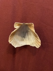 Argopecten ventricosus