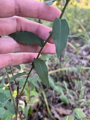Symphyotrichum undulatum