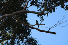 Eurystomus orientalis