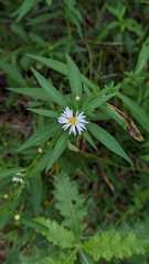 Symphyotrichum lanceolatum