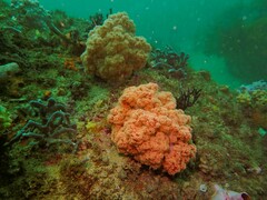 Dendronephthya australis