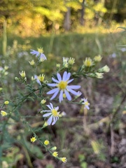 Symphyotrichum undulatum